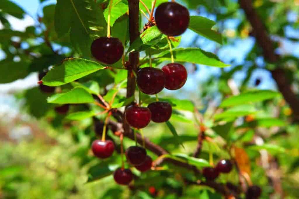 Dwarf Fruits