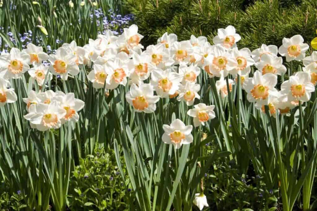 group of blooming Daffodils