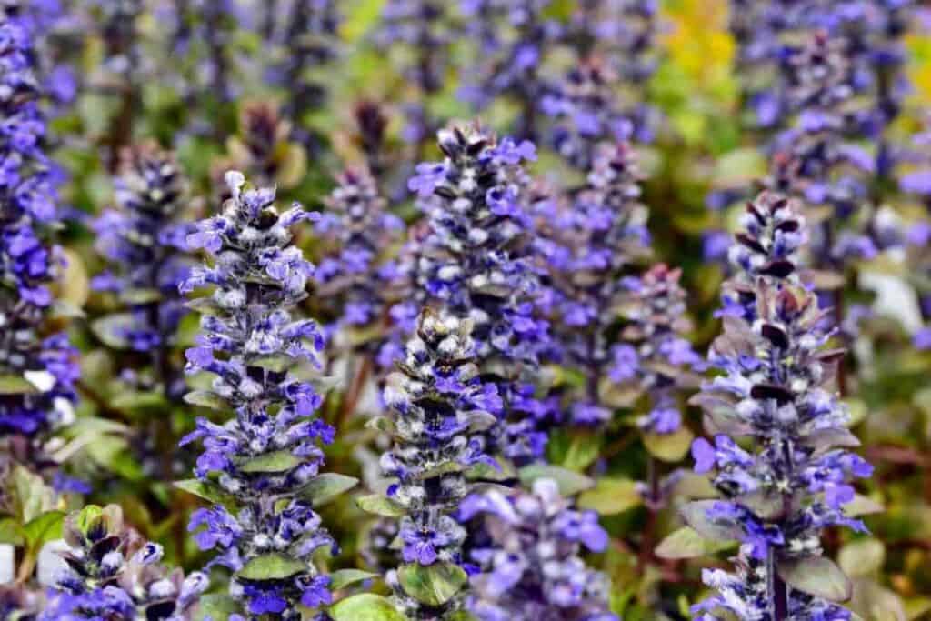 Ajuga