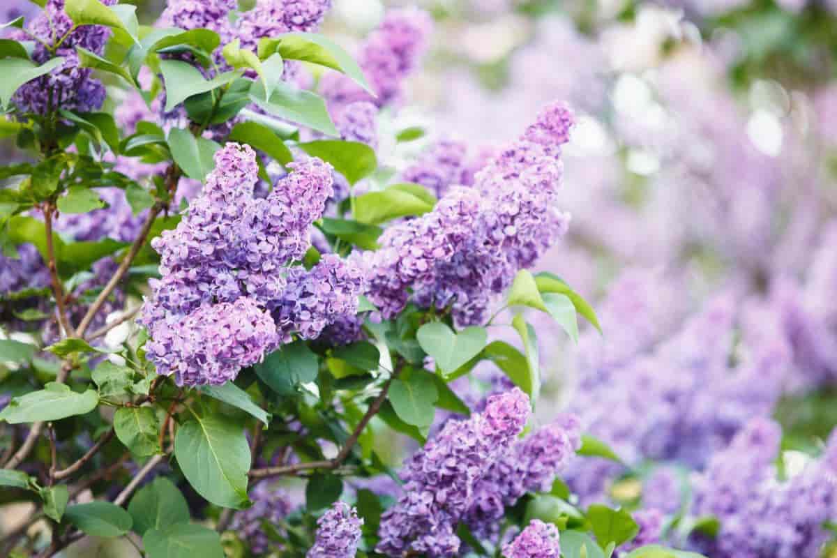 blooms of the fragrant lilac tree