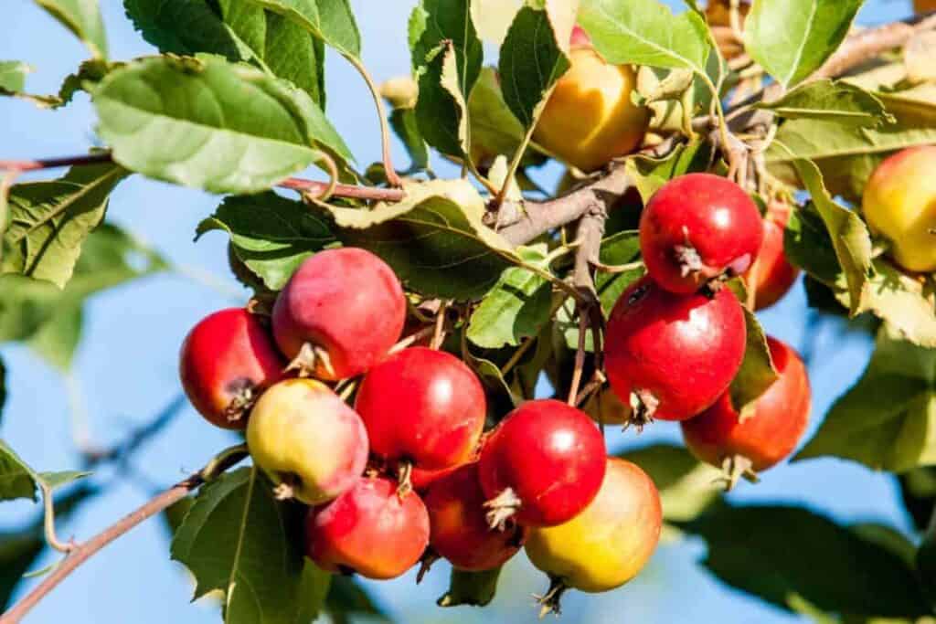 Planting Crab Apples