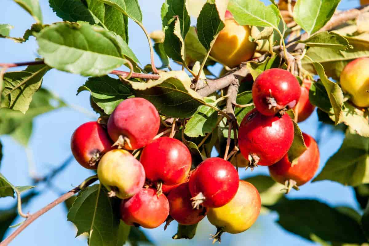 Planting Crab Apples