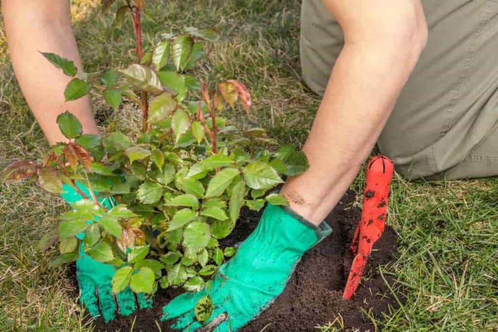 Planting Roses Tips