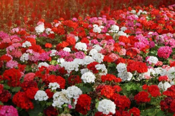 Mini Bloom Geraniums Miniature Geraniums: Tiny Blooms, Big Impact!