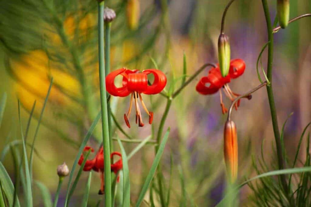 Season of Lilies