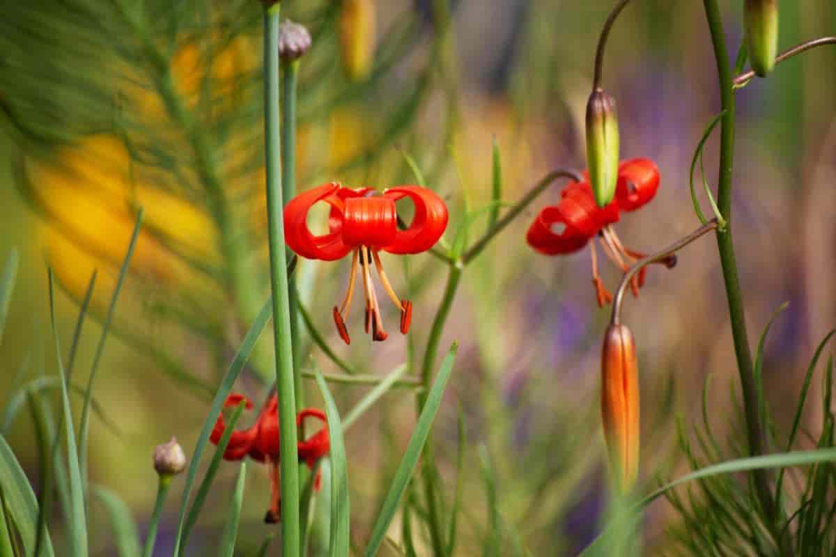 Season of Lilies