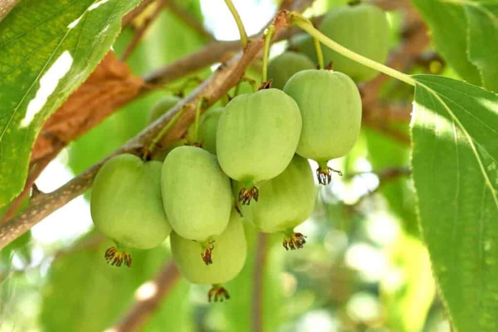 Little Fruits To Try