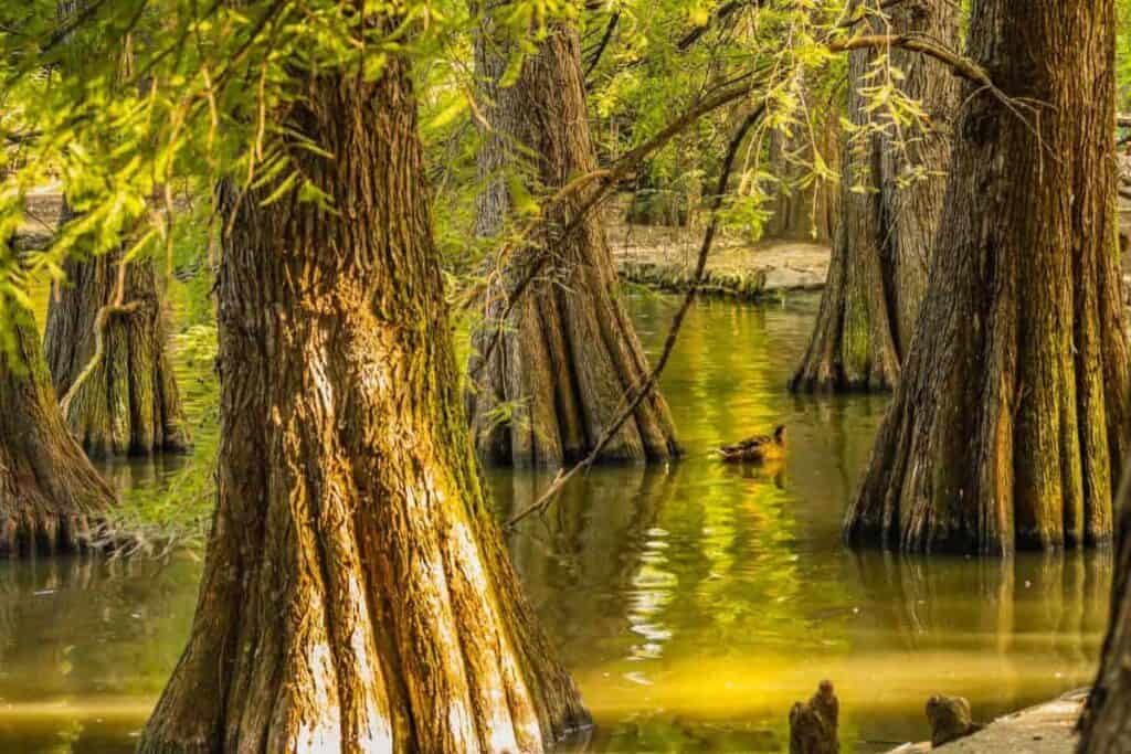 Bald Cypress