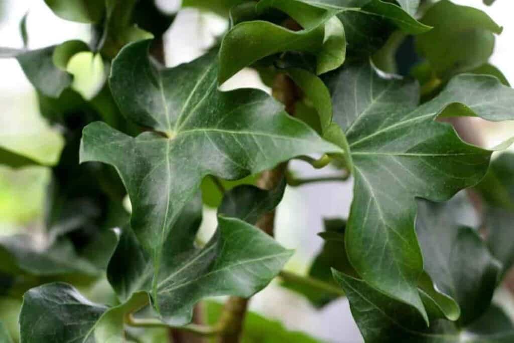 Ivy Tree