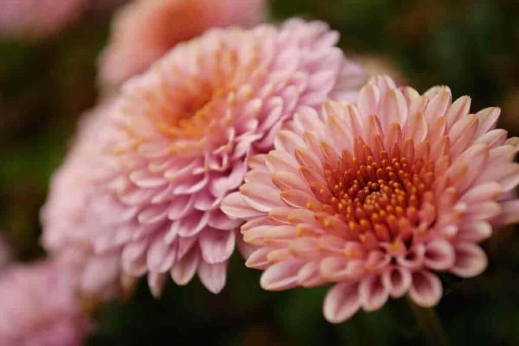 Chrysanthemum History