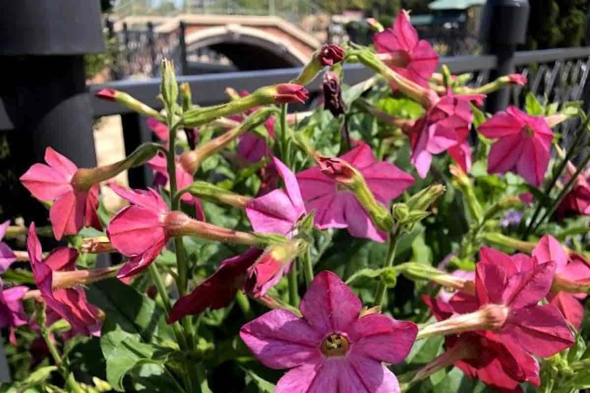 Cutting Garden Flowers