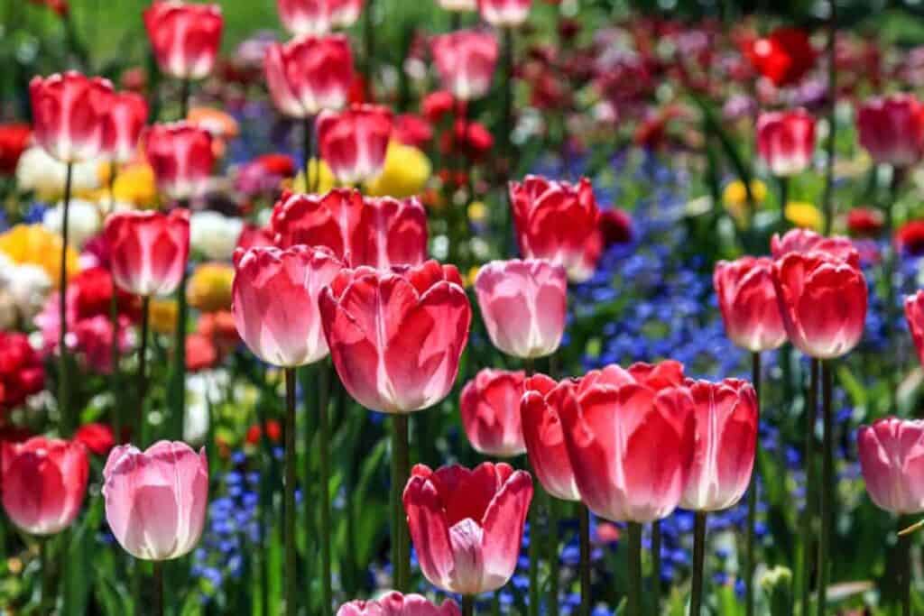 Tulip Bloom
