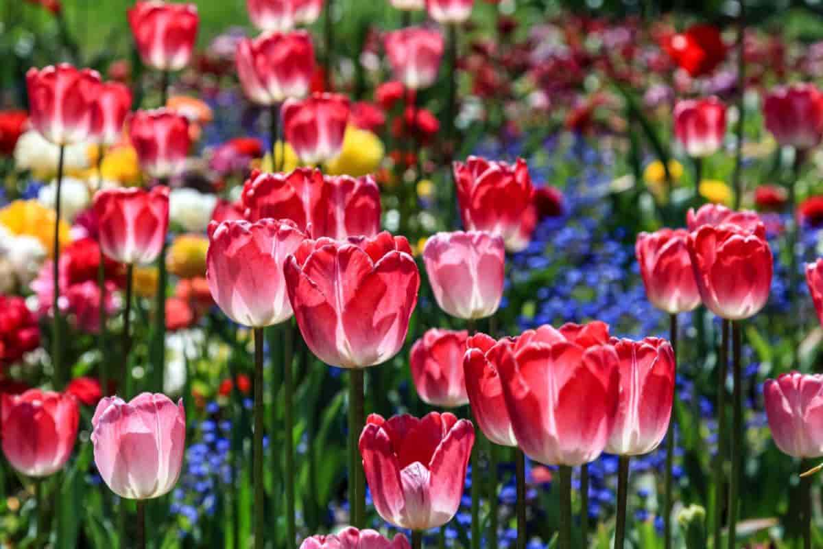 Tulip Bloom