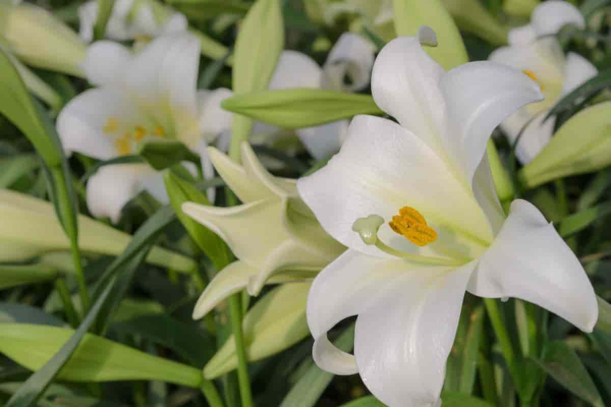 Easter Lilies