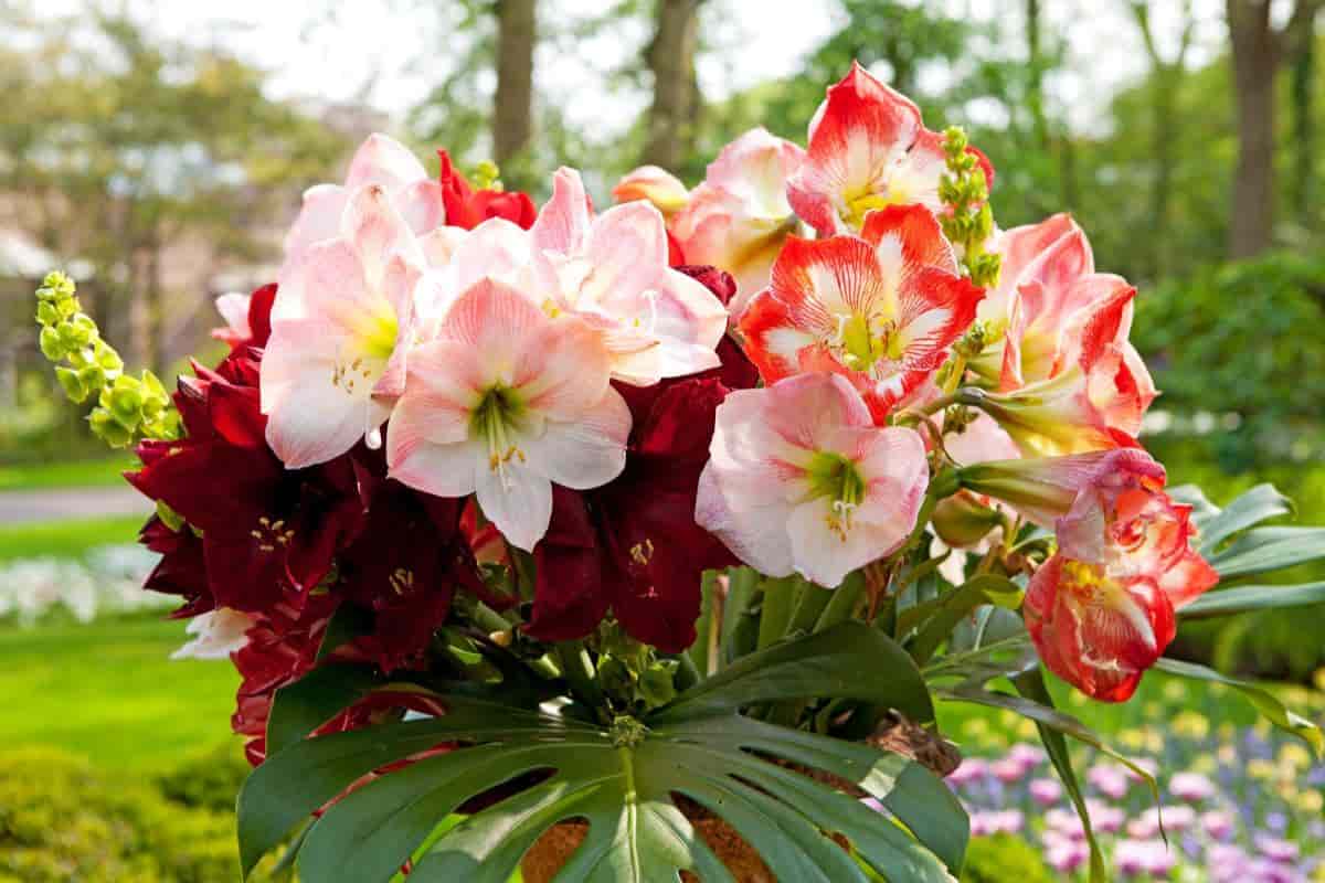 Amaryllis