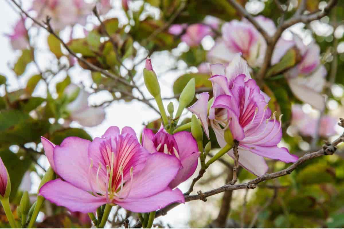 Flowering Tree
