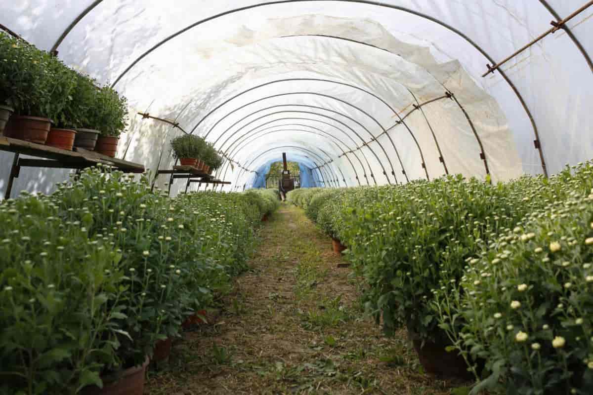 Chrysanthemum Greenhouse