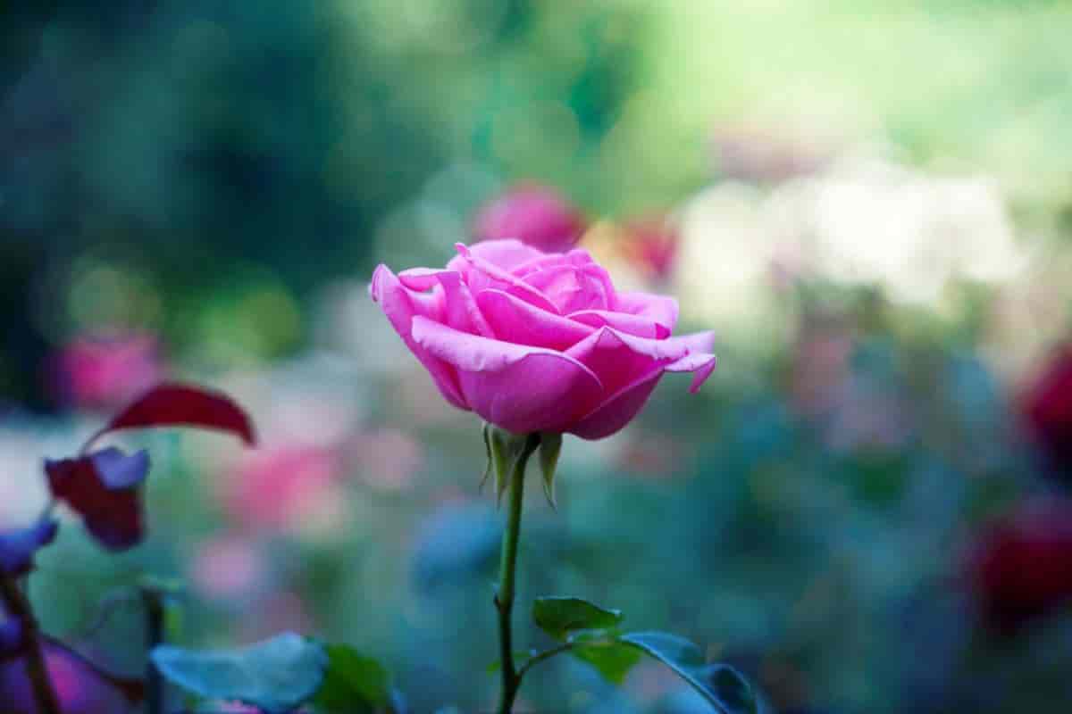 the magic of roses
