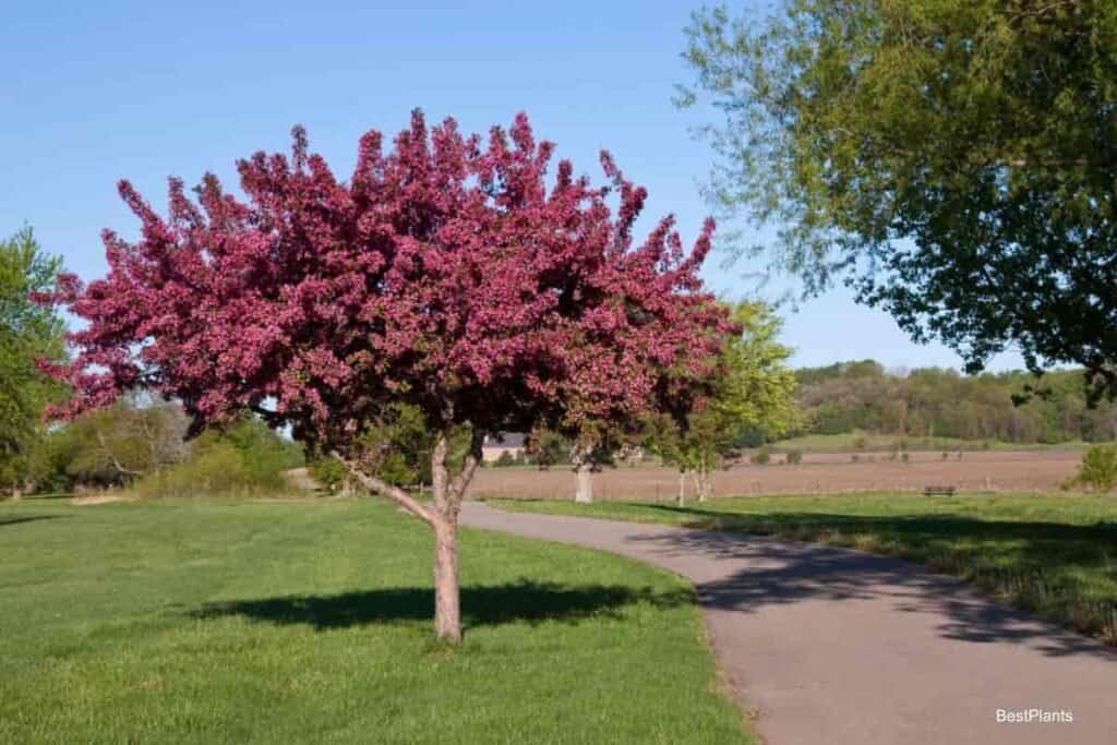 Showy Crab Apple