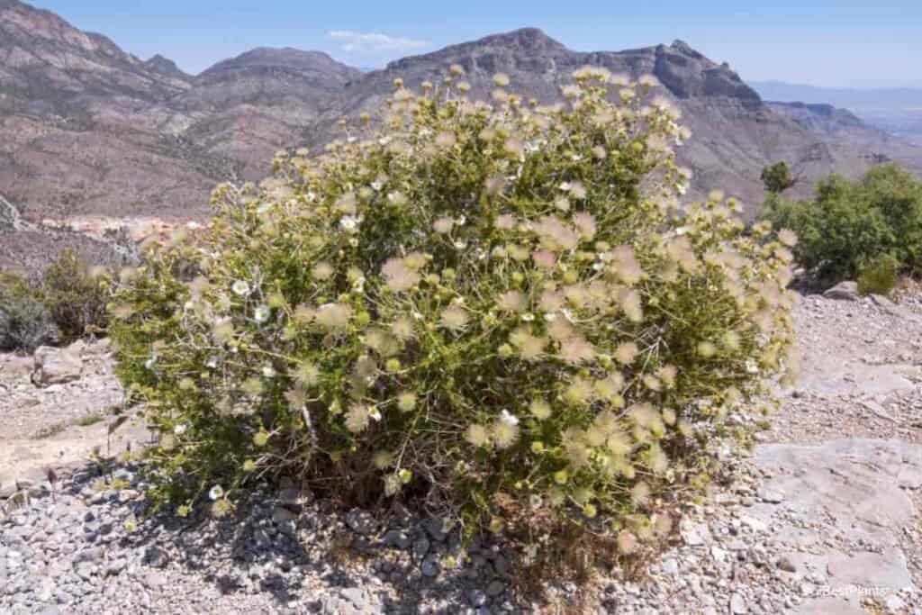 Showy Apache Plume