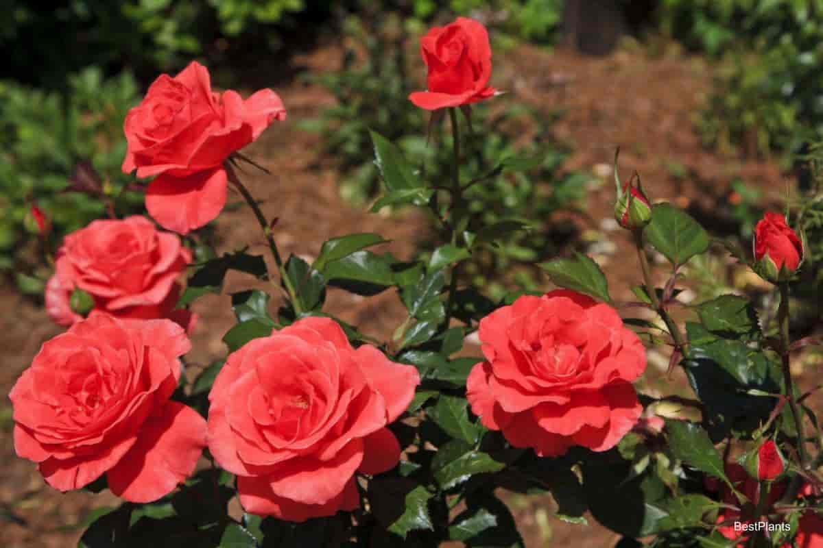 Blooming Rose