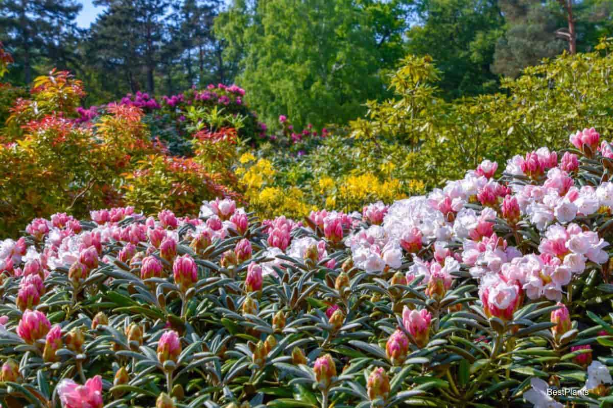 Growing Rhododendrons For LandscapingF