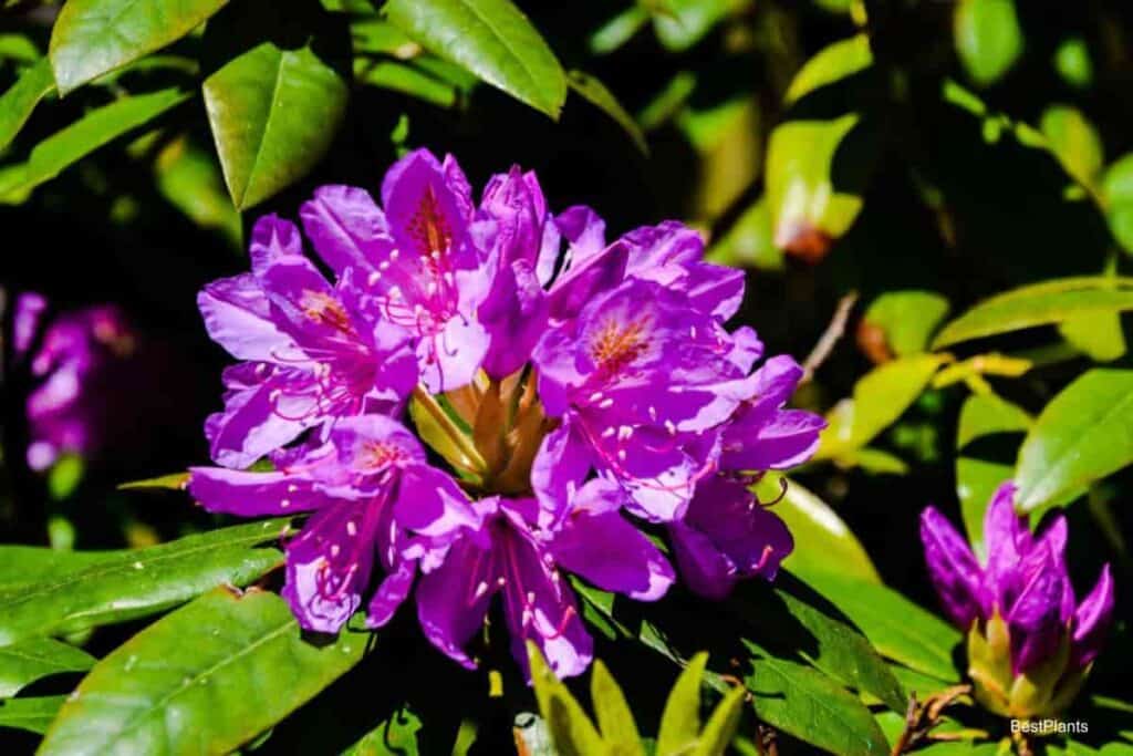 Growing Rhododendrons