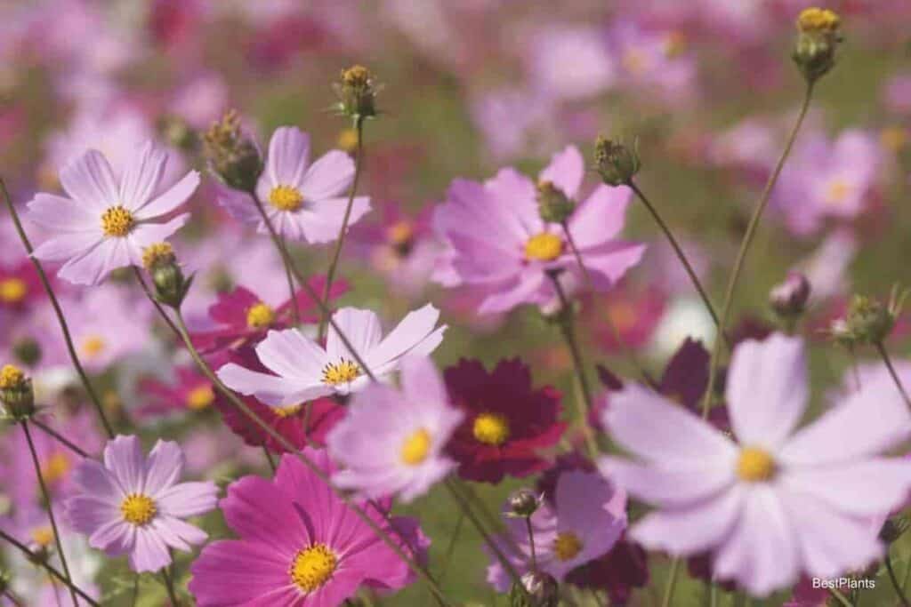 Wildflowers In a Garden