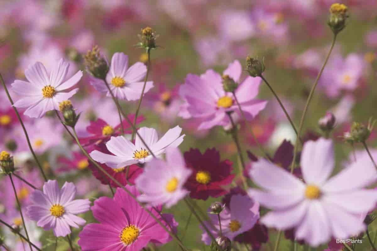Wildflowers In a Garden