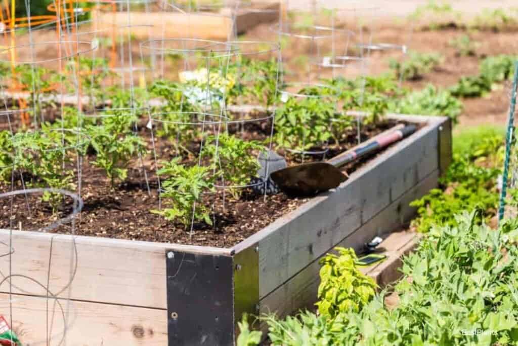 Growing Vegetable Garden