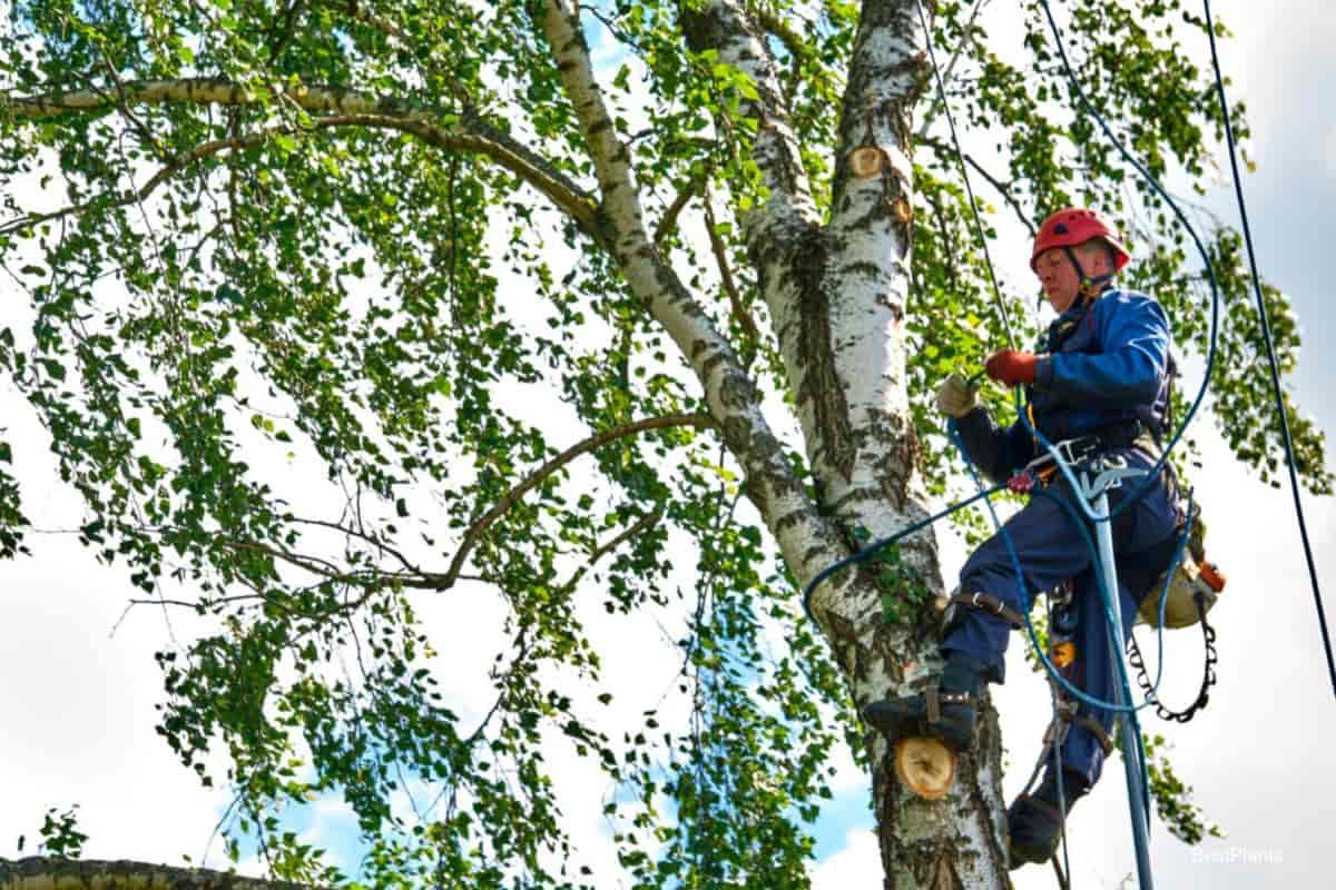 Caring For A Tree