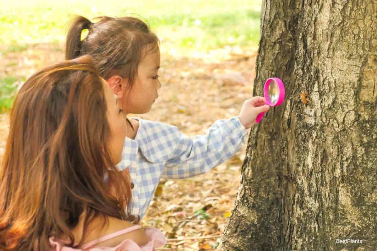 care for trees