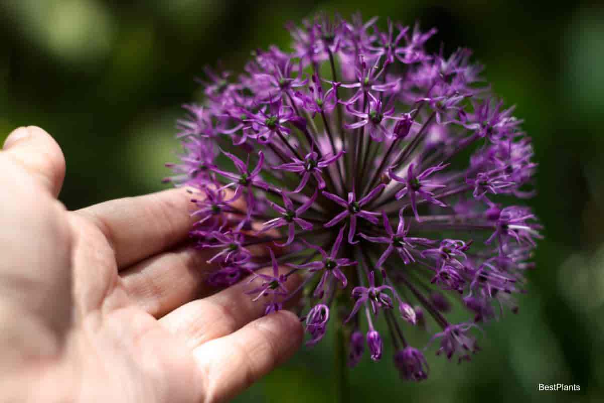 Purple summer bulbs