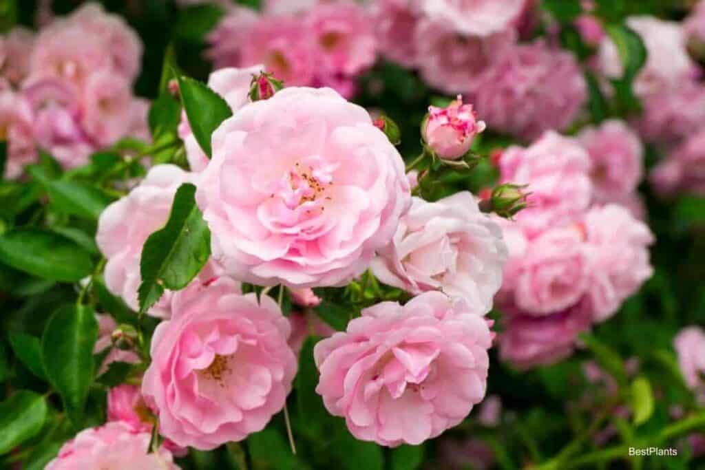 Blooming roses