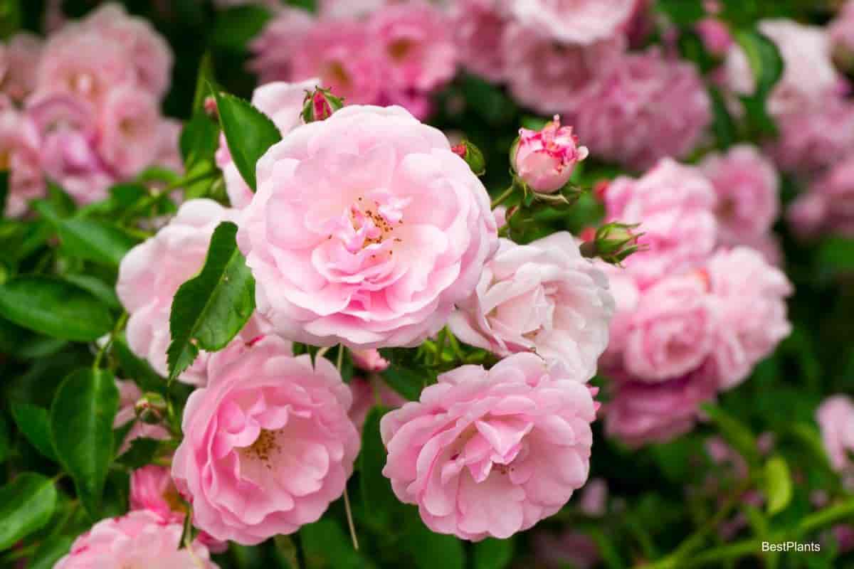 Blooming roses