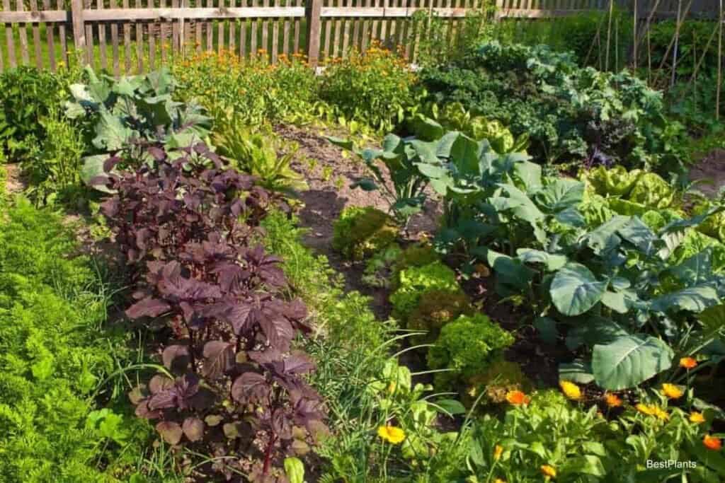 Growing Vegetable Garden in June