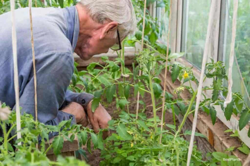 older man working in his Home Greenhouse