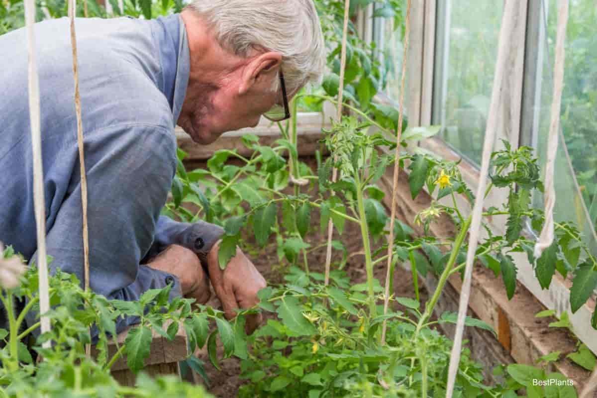 Home Greenhouse