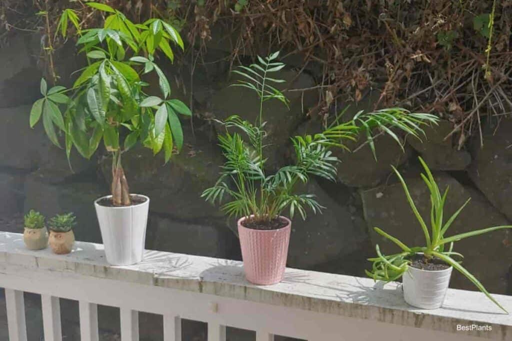 Plants Resting