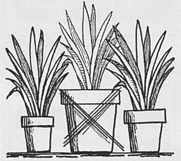 Overly large plants