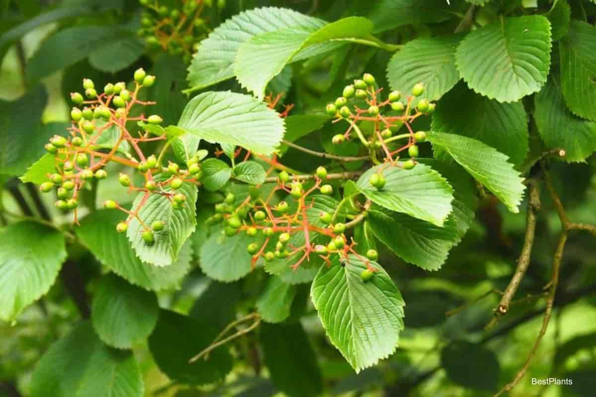 Siebold Viburnum