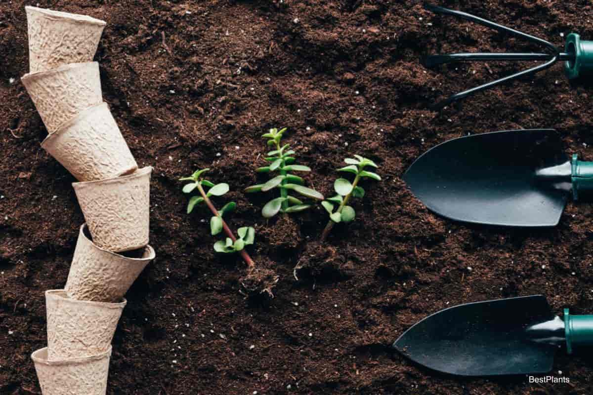 Cultivation Tips