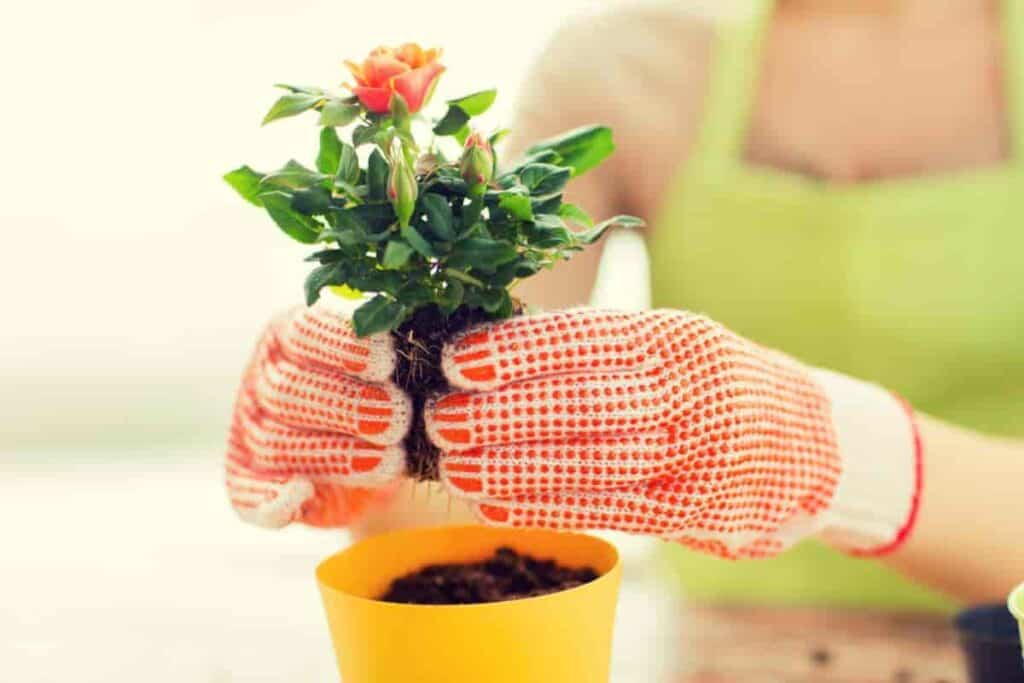 Start Roses