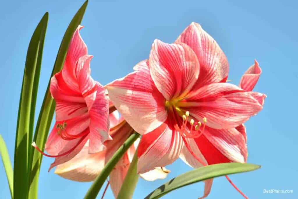 amaryllis houseplant