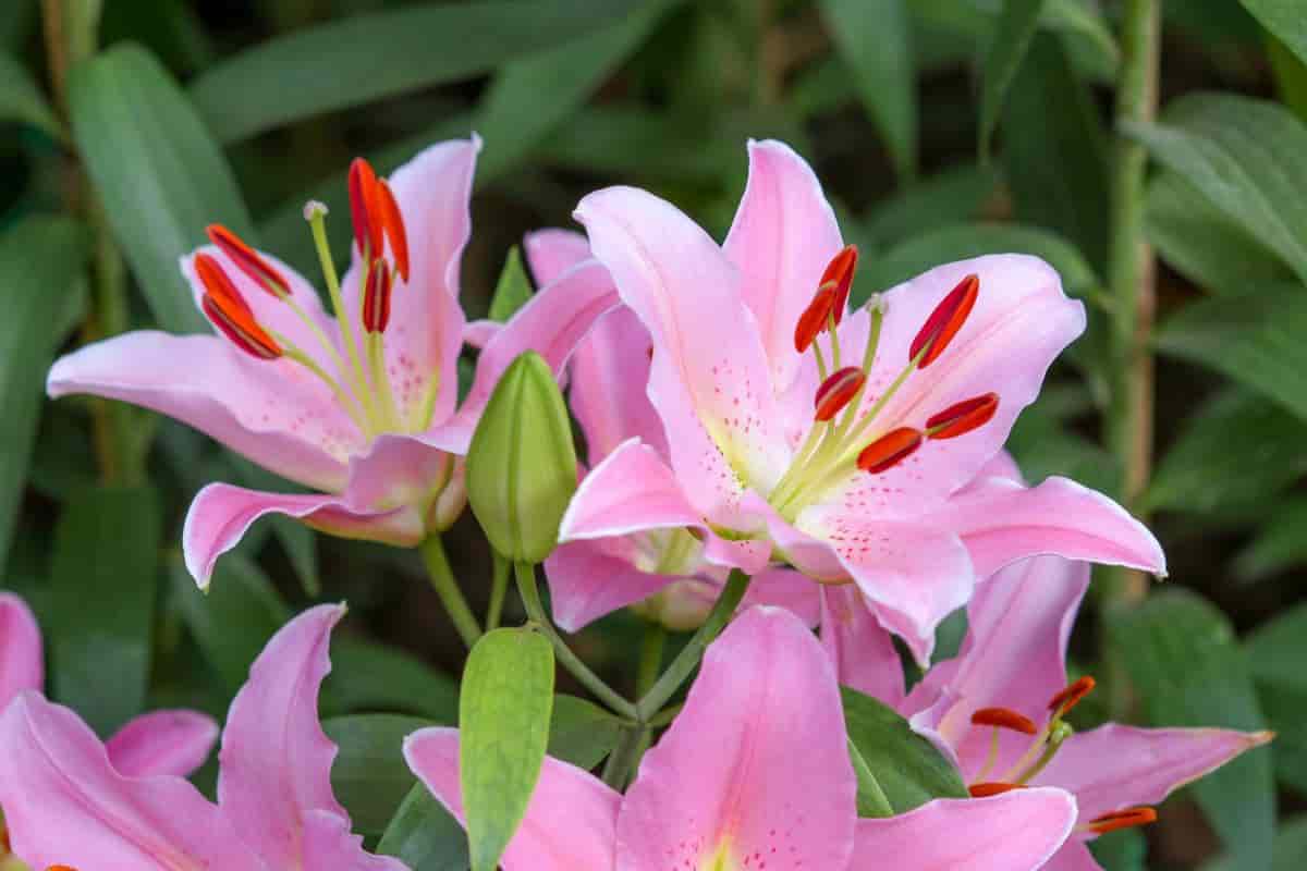 Lily Story