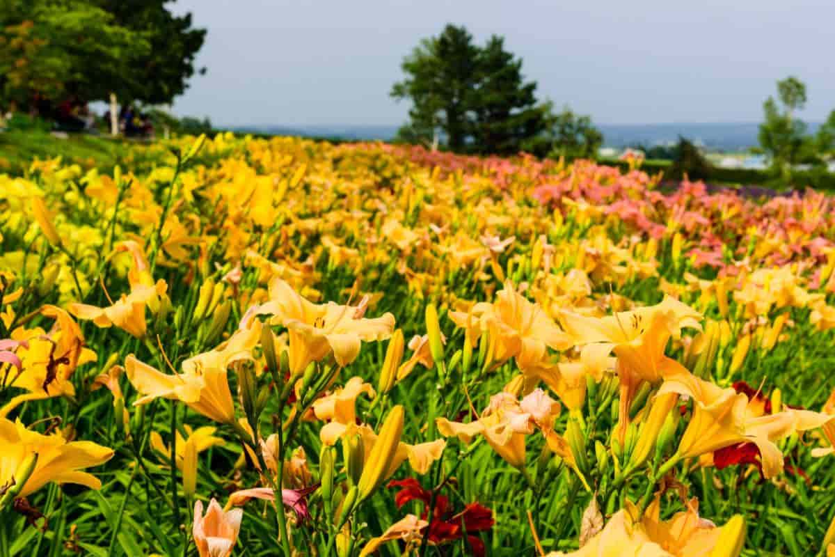 lily comes of age