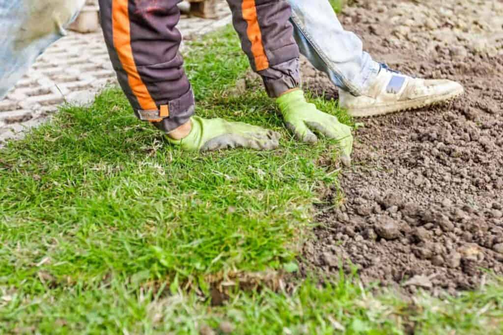 better lawns patch old lawn