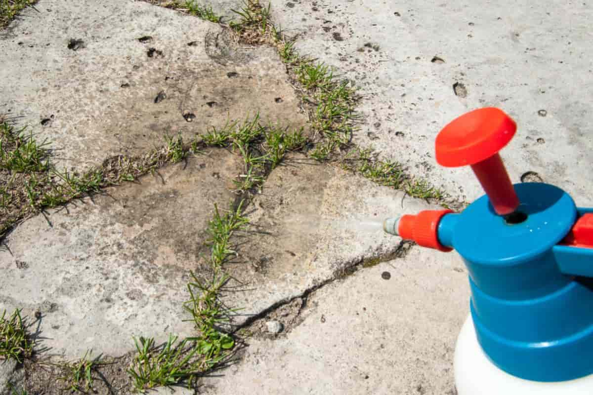Weed Free Lawn