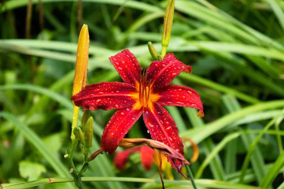 Daylily Foliage