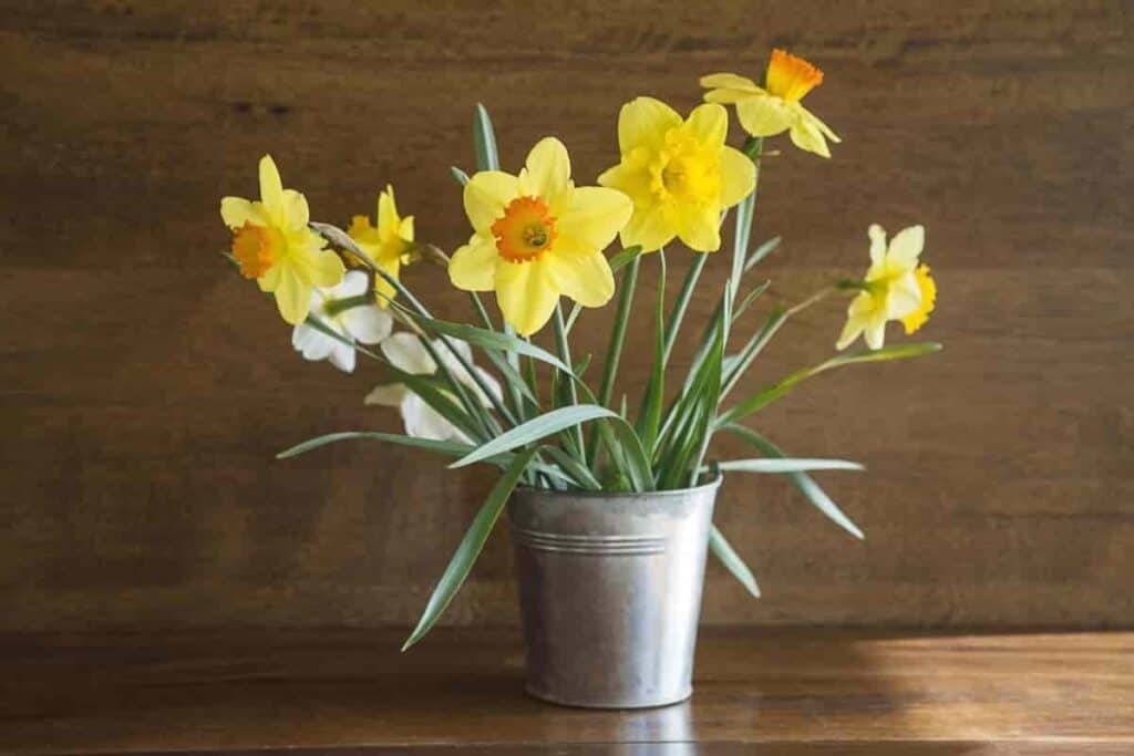 New Daffodils